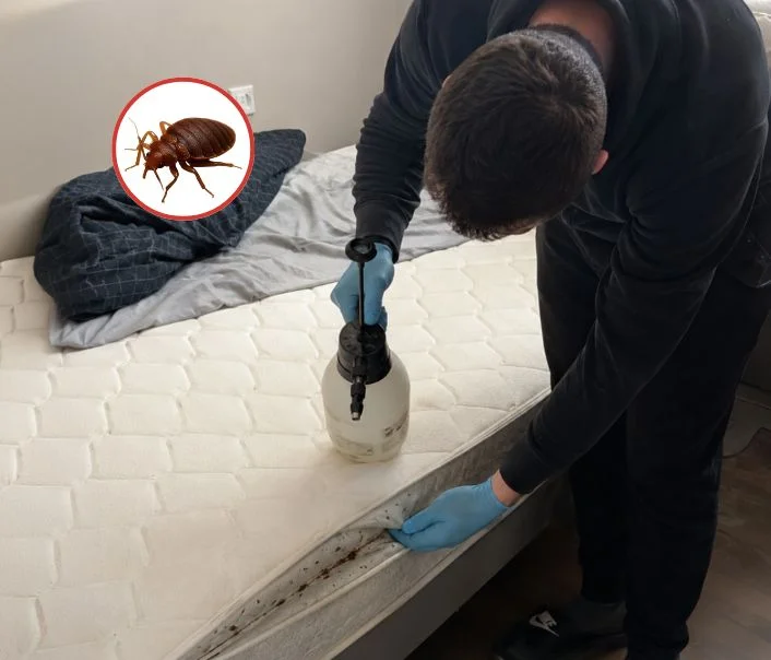 Technicien traitant un matelas contre les punaises de lit à Ormoy